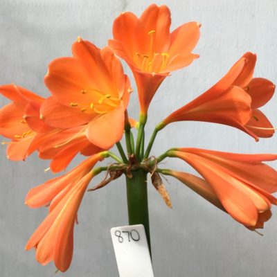 SH870 Mid to dark orange Interspecific Clivia with slight pink tones and cream throat (One sold)