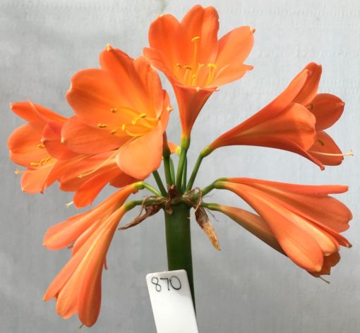 SH870 Mid to dark orange Interspecific Clivia with slight pink tones and cream throat (One sold)