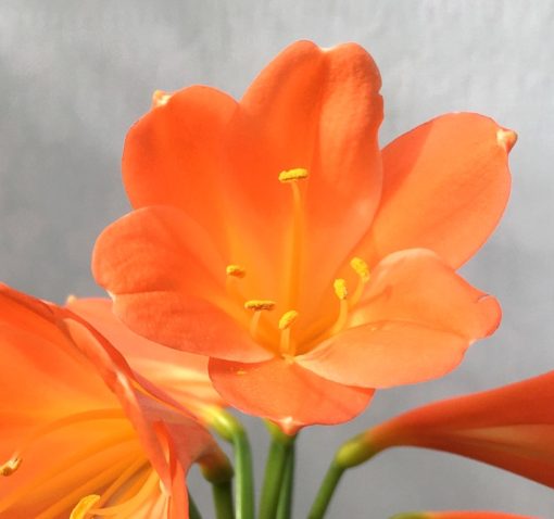 SH870 Mid to dark orange Interspecific Clivia with slight pink tones and cream throat (One sold) - Image 2