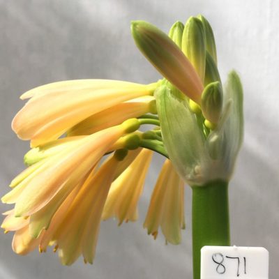SH871 Interspecific Clivia with very light peach and pink tones