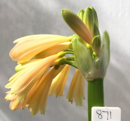 SH871 Interspecific Clivia with very light peach and pink tones