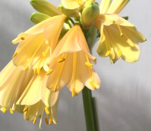 SH871 Interspecific Clivia with very light peach and pink tones - Image 2