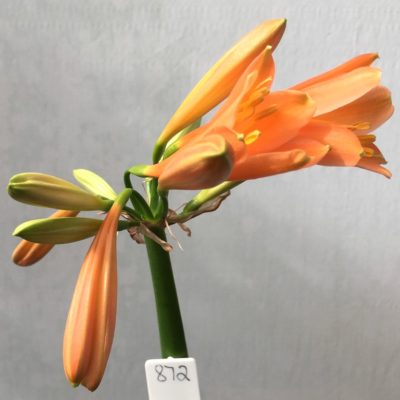 SH872 Interspecific Clivia with orange tones and hint of peach