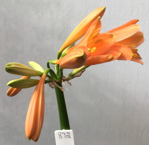 SH872 Interspecific Clivia with orange tones and hint of peach