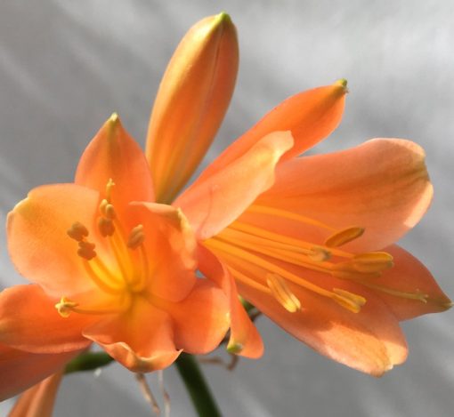SH872 Interspecific Clivia with orange tones and hint of peach - Image 2