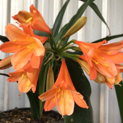 SH875 Clivia miniata with alternating orange and ghosting on sepals