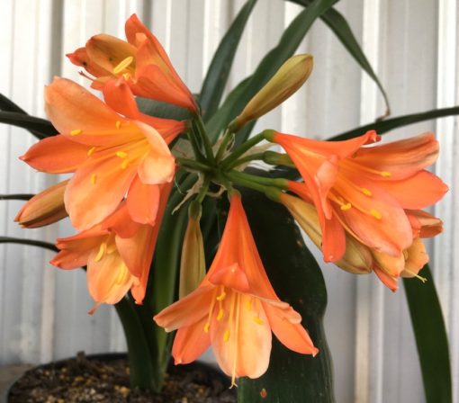 SH875 Clivia miniata with alternating orange and ghosting on sepals