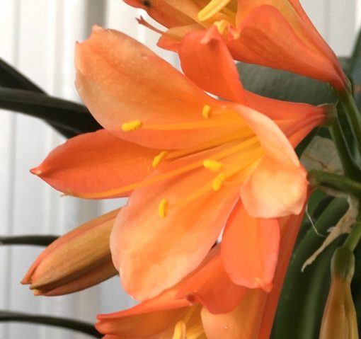 SH875 Clivia miniata with alternating orange and ghosting on sepals - Image 2