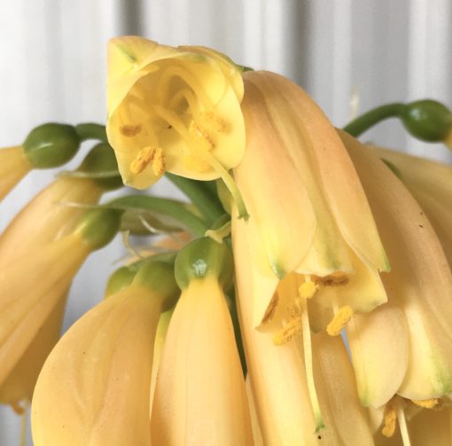 SH874 Pendulous Clivia with solid cream/yellow flowers terminating in small green tips and both Stigma and Anthers appearing outside the flower throat - Image 2