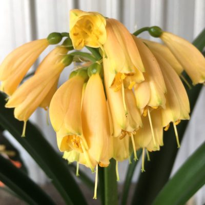 SH874 Pendulous Clivia with solid cream/yellow flowers terminating in small green tips and both Stigma and Anthers appearing outside the flower throat