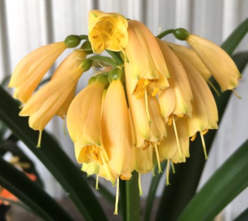 SH874 Pendulous Clivia with solid cream/yellow flowers terminating in small green tips and both Stigma and Anthers appearing outside the flower throat