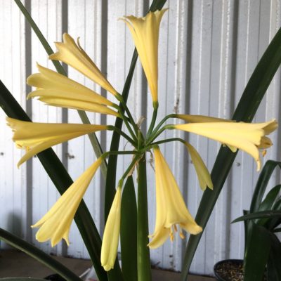 SH873 Stanmore "Annabel" stunning yellow Interspecific Clivia having long tubular flowers with yellow flared throat
