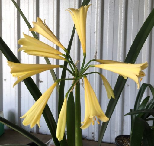 SH873 Stanmore "Annabel" stunning yellow Interspecific Clivia having long tubular flowers with yellow flared throat