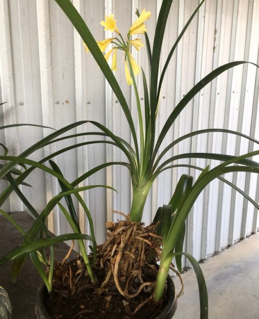 SH873 Stanmore "Annabel" stunning yellow Interspecific Clivia having long tubular flowers with yellow flared throat - Image 2