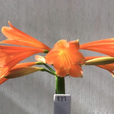 SH877 Clivia interspecific with mid orange tones and moderately flared throat