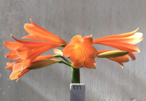 SH877 Clivia interspecific with mid orange tones and moderately flared throat