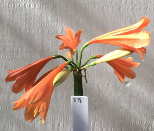 SH878 Clivia interspecific with mid orange tones with moderately flared orange throat