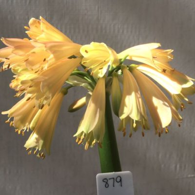 SH879 Clivia interspecific with yellow tones, some green to sepals and pink tinges