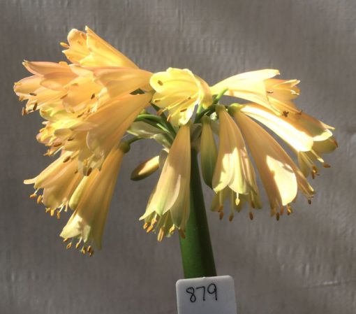 SH879 Clivia interspecific with yellow tones, some green to sepals and pink tinges