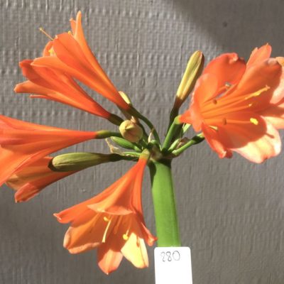 SH880 Clivia interspecific with peachy pink tones, light edging to sepals and open throat