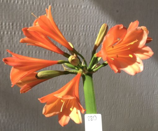 SH880 Clivia interspecific with peachy pink tones, light edging to sepals and open throat