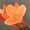 SH880 Clivia interspecific with peachy pink tones, light edging to sepals and open throat - Image 2