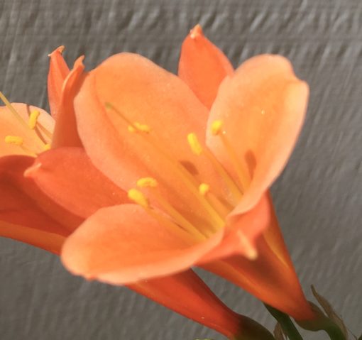 SH880 Clivia interspecific with peachy pink tones, light edging to sepals and open throat - Image 2