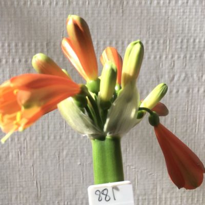SH881 Clivia interspecific with mid orange tones