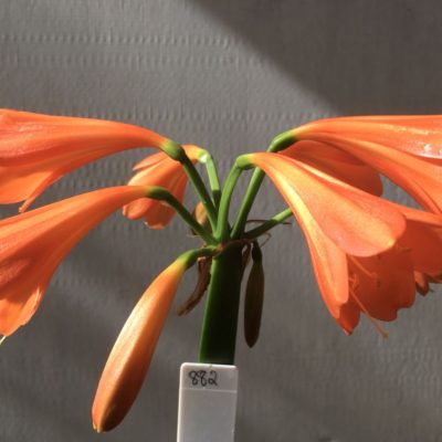 SH882 Clivia interspecific with medium to dark orange flared flowers and slight cream throat