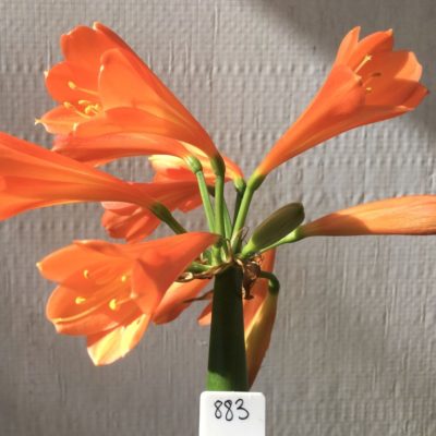 SH883 Clivia interspecific with mid to dark orange flowers and slight creamy yellow throat