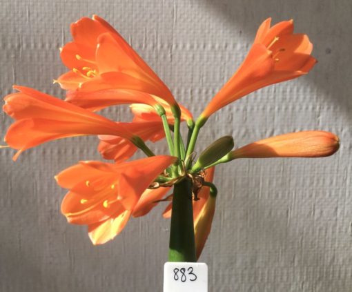 SH883 Clivia interspecific with mid to dark orange flowers and slight creamy yellow throat