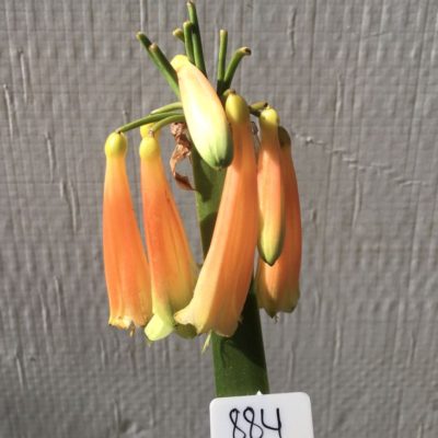 SH884 Clivia with pendulous light orange flowers and green tips