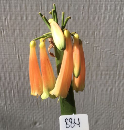SH884 Clivia with pendulous light orange flowers and green tips