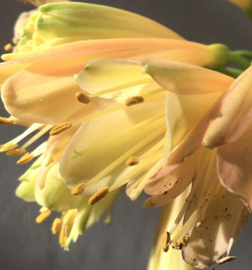 SH885 Clivia interspecific showing light yellow flowers with hint of pink and chloroplast green - Image 3