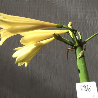 SH886 Clivia interspecific with yellow flowers showing faint presence of chloroplasts