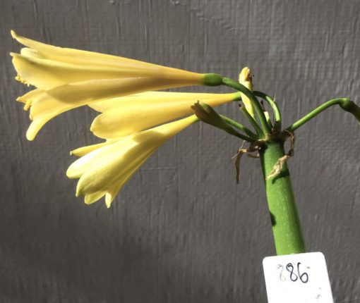SH886 Clivia interspecific with yellow flowers showing faint presence of chloroplasts