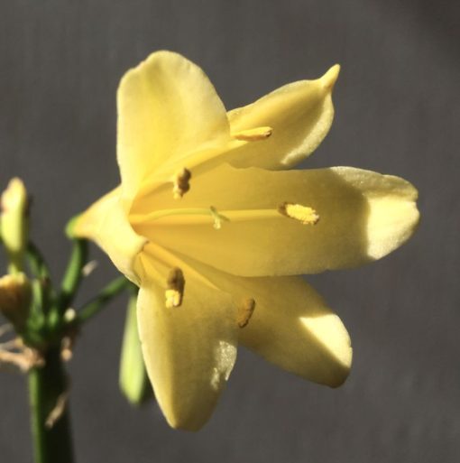 SH886 Clivia interspecific with yellow flowers showing faint presence of chloroplasts - Image 2