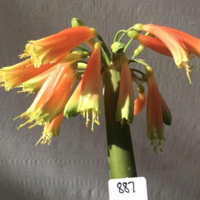 SH887 Clivia gardenii with mid orange tubular flowers and dark green tips