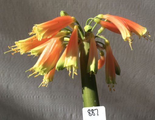 SH887 Clivia gardenii with mid orange tubular flowers and dark green tips