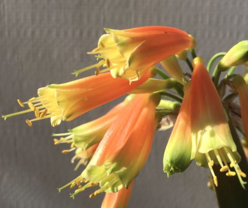 SH887 Clivia gardenii with mid orange tubular flowers and dark green tips - Image 2