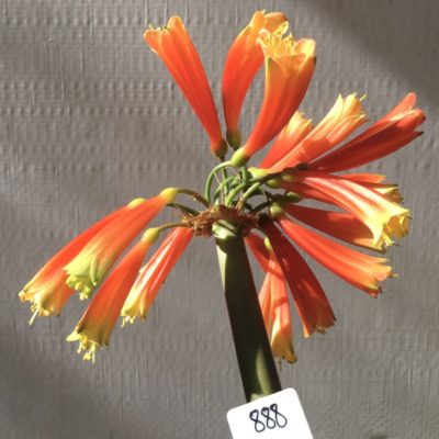 SH888 Clivia interspecific with very dark orange/red tubular flowers showing pronounced green tips and throat