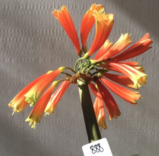SH888 Clivia interspecific with very dark orange/red tubular flowers showing pronounced green tips and throat