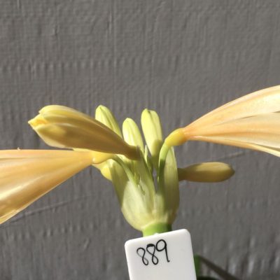 SH889 Clivia interspecific with cream to light peach flowers