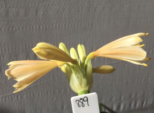 SH889 Clivia interspecific with cream to light peach flowers