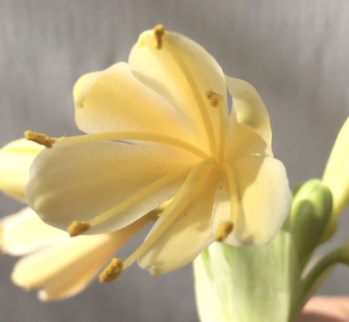 SH889 Clivia interspecific with cream to light peach flowers - Image 2
