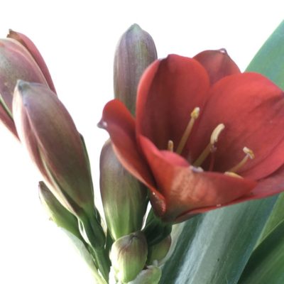 SH890 Very dark orange/bronze/red Clivia miniata Belgium Hybrid with strong purple hues of anthocyanins in unopened buds