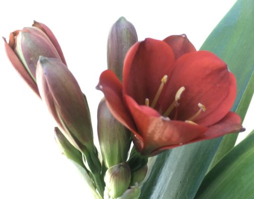 SH890 Very dark orange/bronze/red Clivia miniata Belgium Hybrid with strong purple hues of anthocyanins in unopened buds
