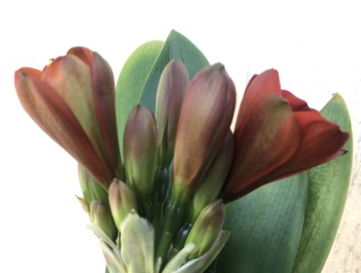 SH890 Very dark orange/bronze/red Clivia miniata Belgium Hybrid with strong purple hues of anthocyanins in unopened buds - Image 2