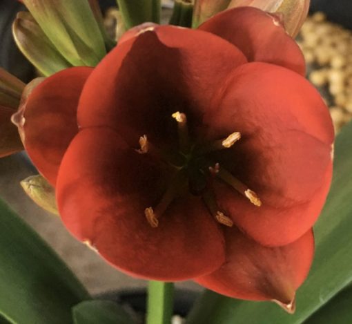 SH890 Very dark orange/bronze/red Clivia miniata Belgium Hybrid with strong purple hues of anthocyanins in unopened buds - Image 3