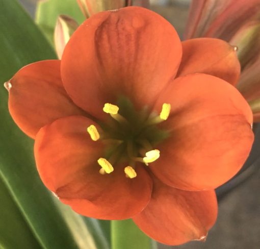 SH890 Very dark orange/bronze/red Clivia miniata Belgium Hybrid with strong purple hues of anthocyanins in unopened buds - Image 4